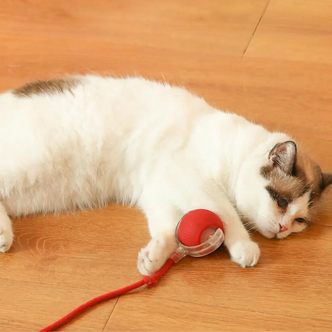 Interaktiver Spielball mit Schwanz für Katzen